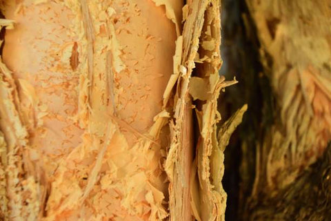 Close up of the flakey niaouli bark