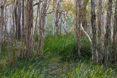 Wide view of niaouli forest