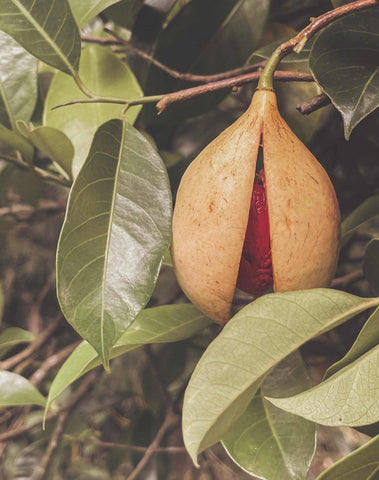 Nutmeg still within its casing on a tree branch