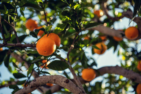 Insight Into The Multiple Uses Of Orange Essential Oil - Organic Aromas®