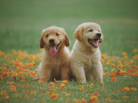 Two golden retriever puppies in a field of flowers