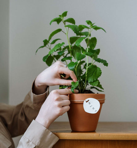 Someone pruning a peppermint plant in a terracotta pot