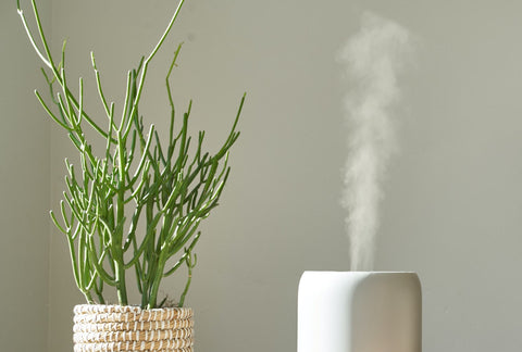 White diffuser diffusing steam next to a potted succulent plant