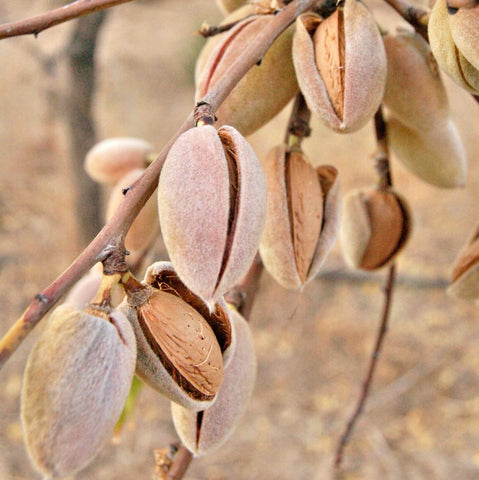 Almond nuts growing on a branch