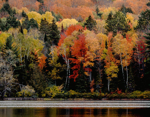 Autumn trees next to a lake