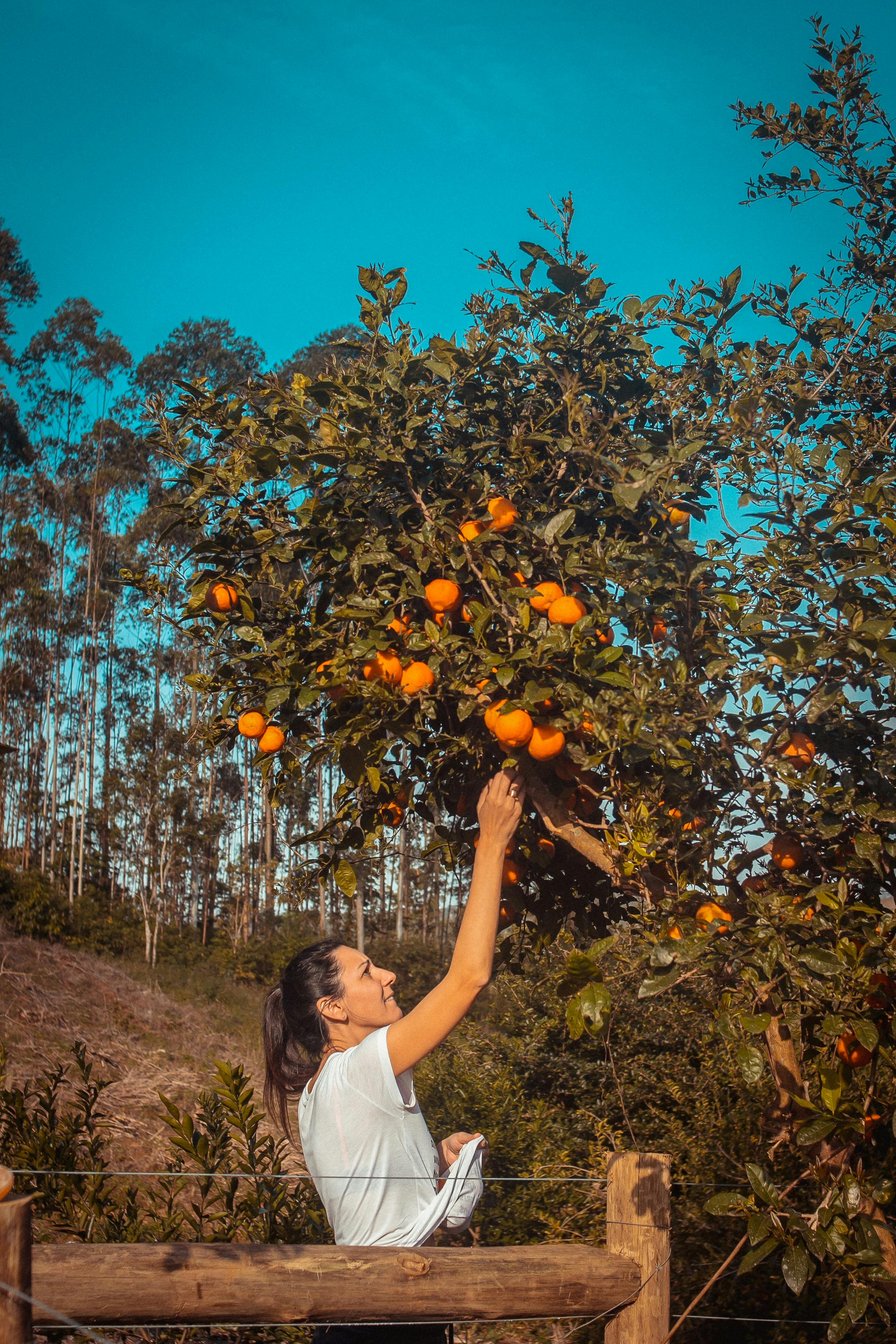 Woman reaching for oranges on a tree in a sunny orchard.