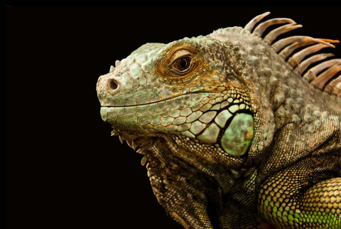 Close up of a brown and green lizard face