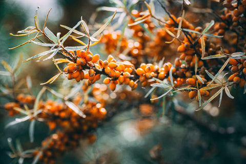 Sea Buckthorn Branch