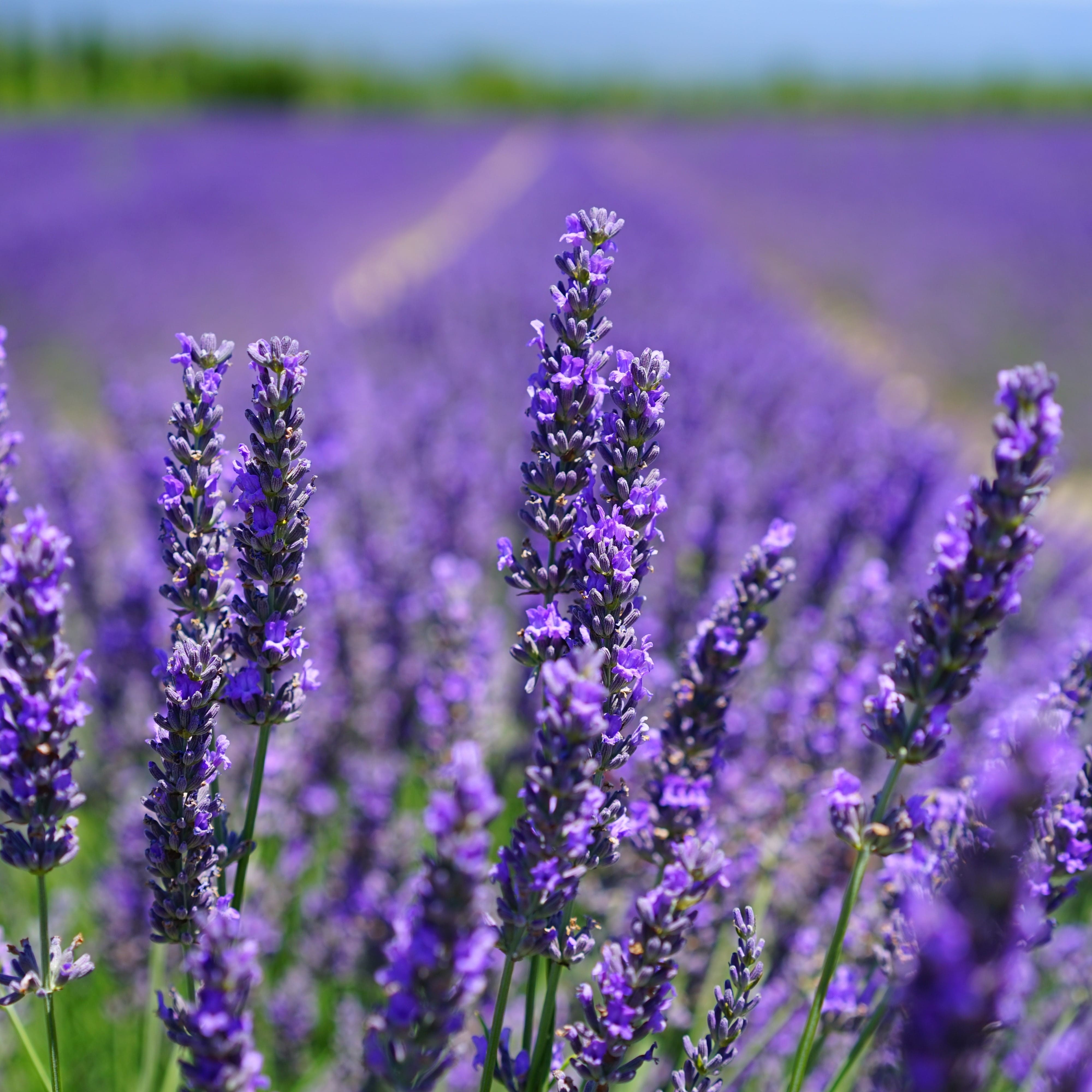 Lavender field.