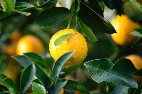 Lemon growing on a tree