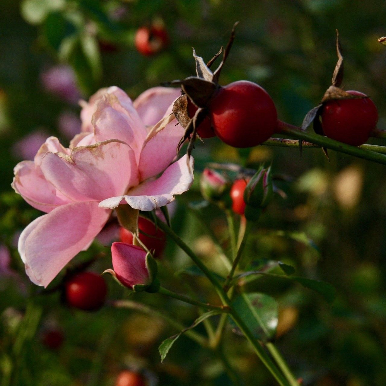 Rosehips on a bush with rose flowers.