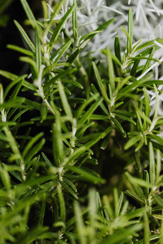 Close up of rosemary plant