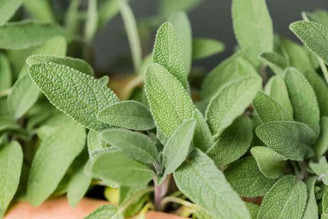 close up of sage leaves