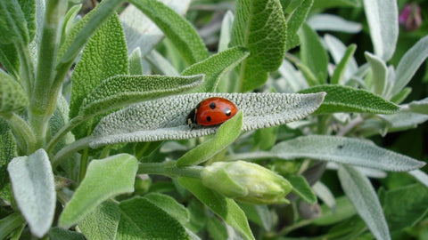 Sage leaves with a ladybird on one of the leaves