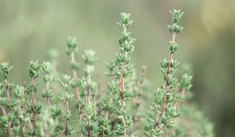 Tops of a thyme plant