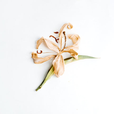 Dried vanilla flower with a white background
