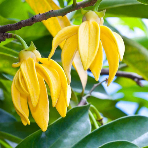 Bright yellow ylang ylang flowers on a branch