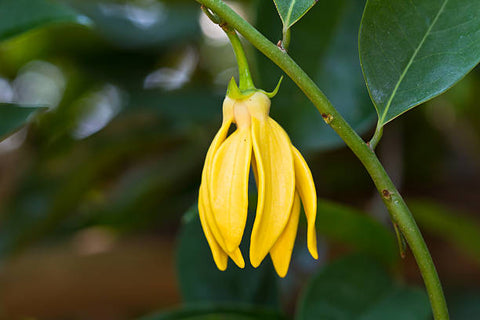 A young ylang ylang flower on a branch