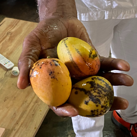 Mangoes from Trinidad & Tobago fresh summer produce