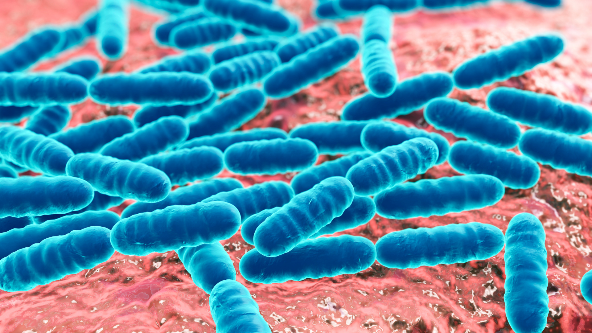 Probiotics microscopic view
