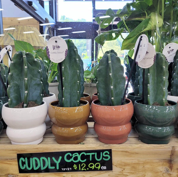 Trader Joes Cuddly Cactus