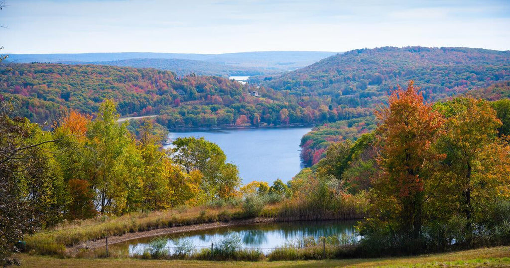 Fall Foliage