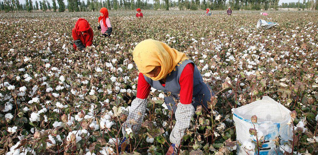 Ugyers Cotton Slave Trade