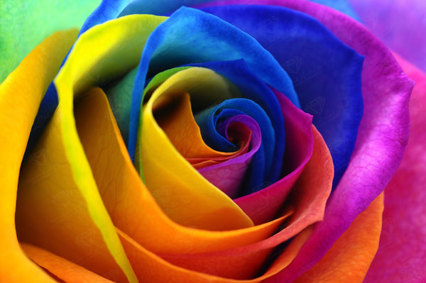 Rainbow Flower Petals – Diamond Art Club