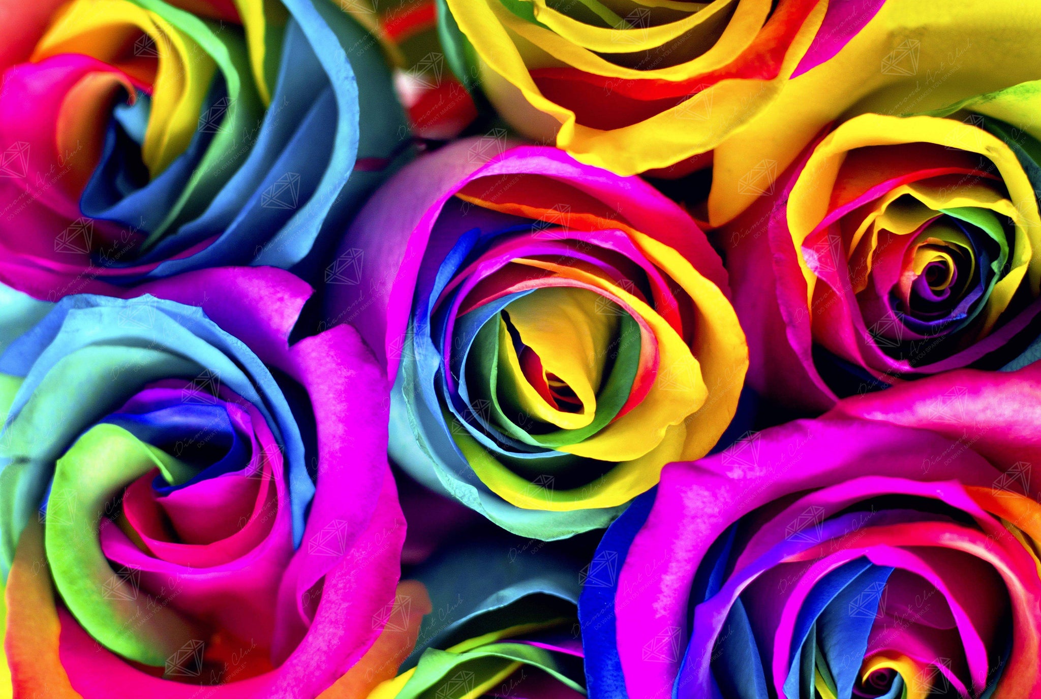 Цветные картинки. Роза Рейнбоу. Разноцветные розы. Три разноцветные розы. Разноцветные розы фон.