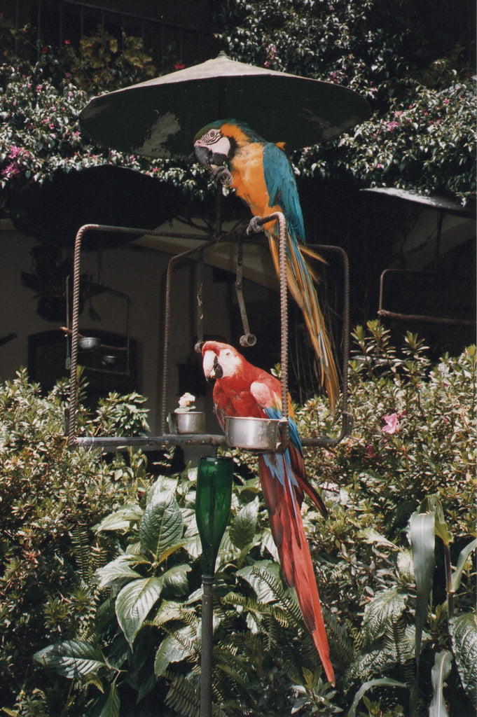 two parrots surrounded by foliage.