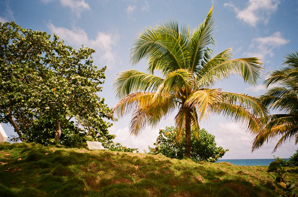 a bench and palm tree on a grassy hill.