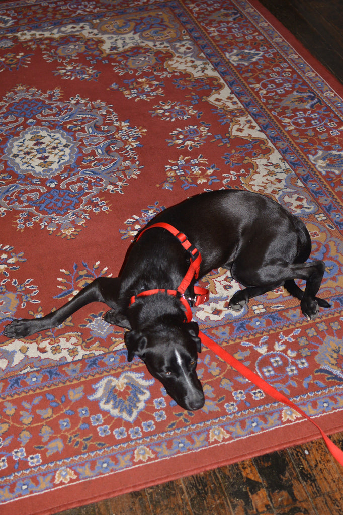 a black dog laying on a rug.