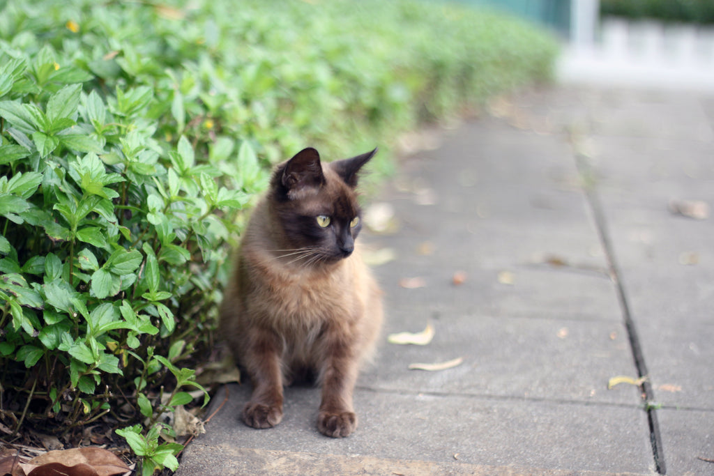 kitten looking down. 