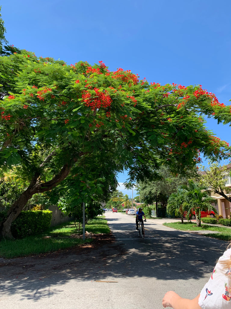 person cycling in the streets and a big tree.