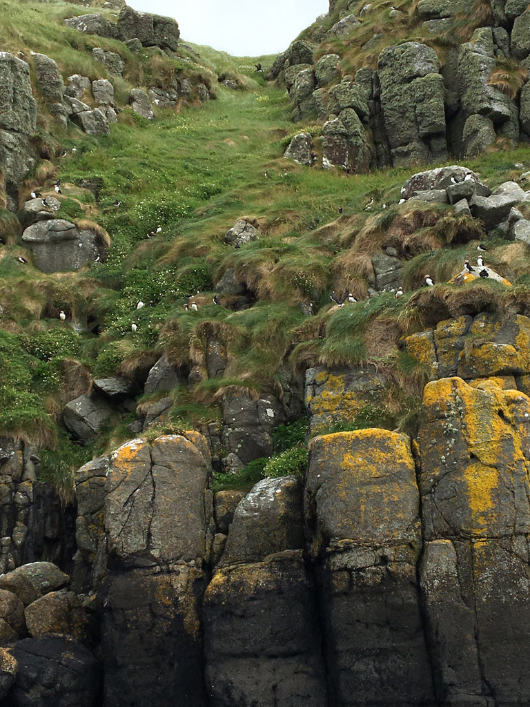 a group of seagulls on a rocky cliff.