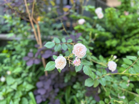 a cream colored rose vine against a leafy maroon colored background