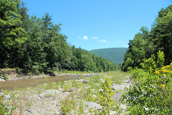 view of the esopus creek.