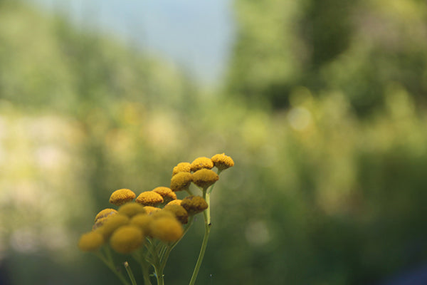 detail of yellow flowers.