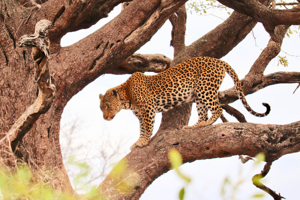 leopard standing at tree.