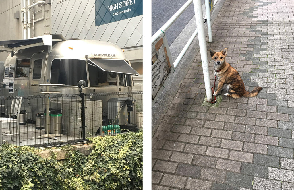 two pictures: a airstream trailer, and a dog standing in the streets.