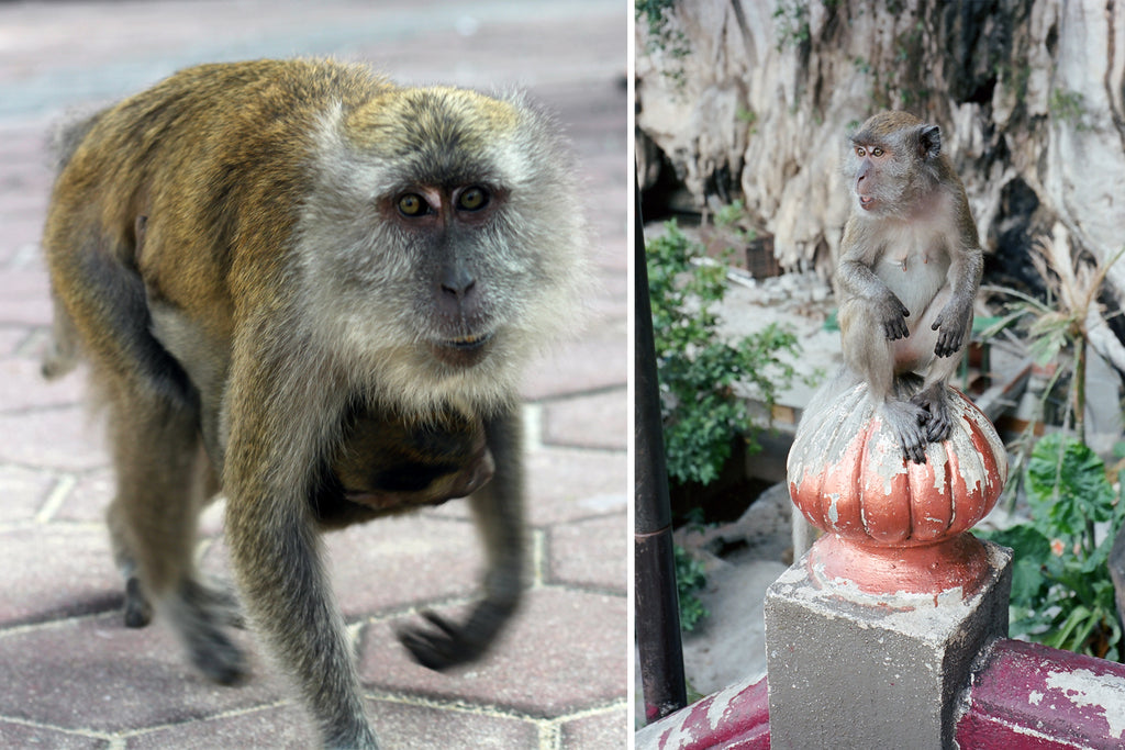 close up of mama macaques at batu caves.