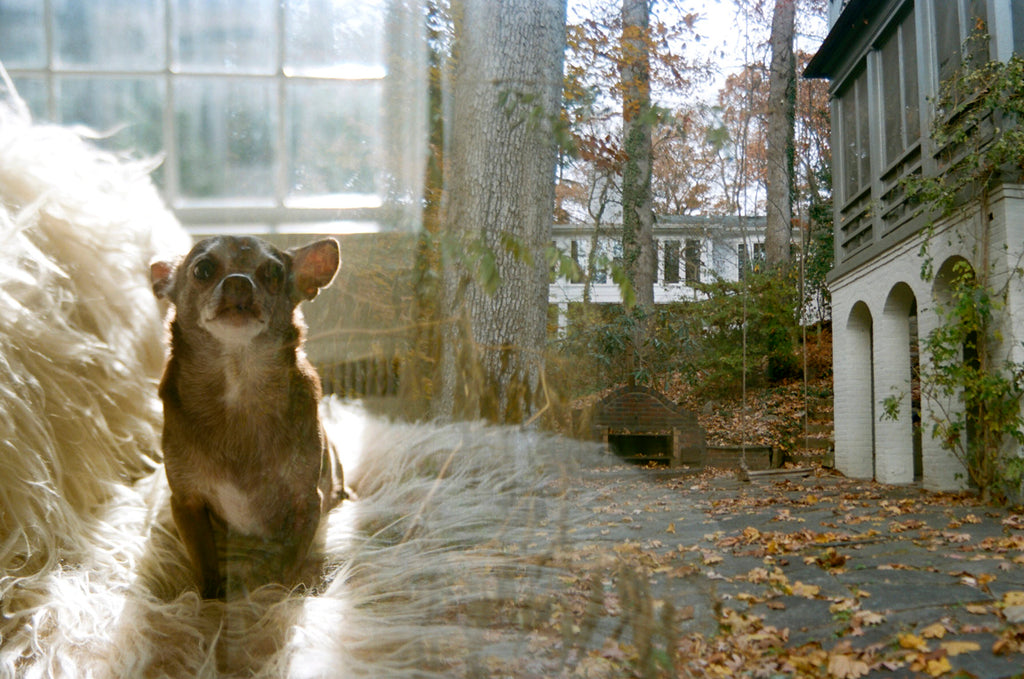 a chihuahua dog standing in front of a house.