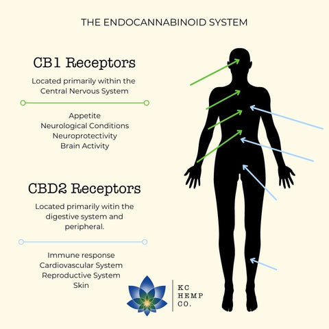 Endocannabinoid System- How Does CBD Work?