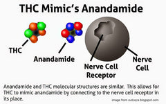 thc and anandamide