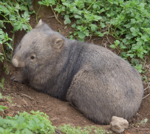 Ranger after his release as an adult.