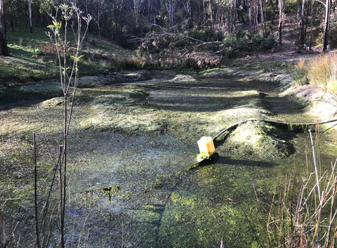 Once beautiful 3 m deep spring fed dam, post floods and bushfires now a festering toxic mess.