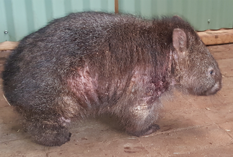 15 kg into care Adult manged wombats generally die of stress if bought into care!