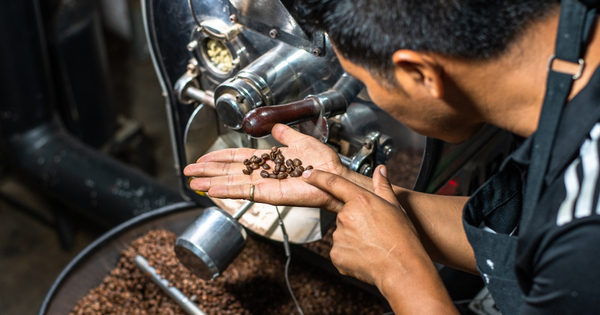 A man studying a handful of coffee beans that are in the process of being roasted.