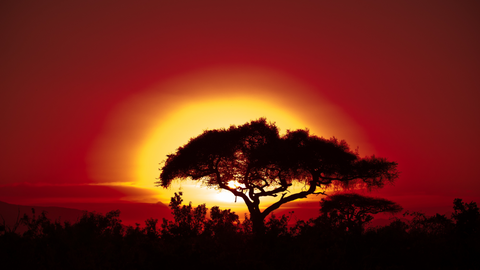 A tree casts a beautiful silhouette during a red-sky sunset in Ethiopia