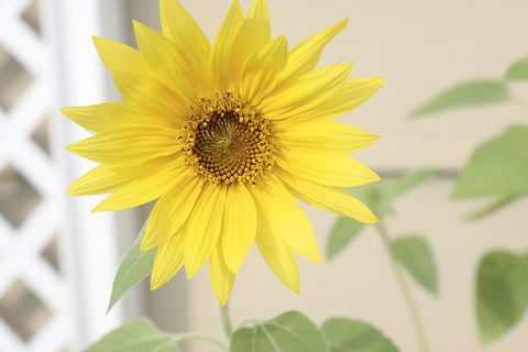 yellow sunflower